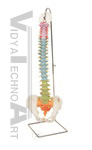 Didactic Flexible Spine Model